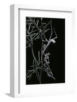 Empusa Pennata (Conehead Mantis) - Newly Emerged-Paul Starosta-Framed Photographic Print