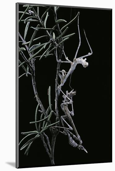 Empusa Pennata (Conehead Mantis) - Newly Emerged-Paul Starosta-Mounted Photographic Print