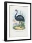 Emu, 1863-79-Raimundo Petraroja-Framed Giclee Print