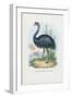 Emu, 1863-79-Raimundo Petraroja-Framed Giclee Print