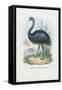 Emu, 1863-79-Raimundo Petraroja-Framed Stretched Canvas