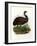 Emu, 1864-null-Framed Giclee Print