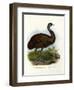 Emu, 1864-null-Framed Giclee Print