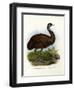 Emu, 1864-null-Framed Giclee Print