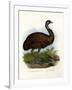 Emu, 1864-null-Framed Giclee Print