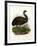 Emu, 1864-null-Framed Giclee Print