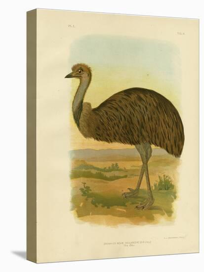 Emu, 1891-Gracius Broinowski-Stretched Canvas