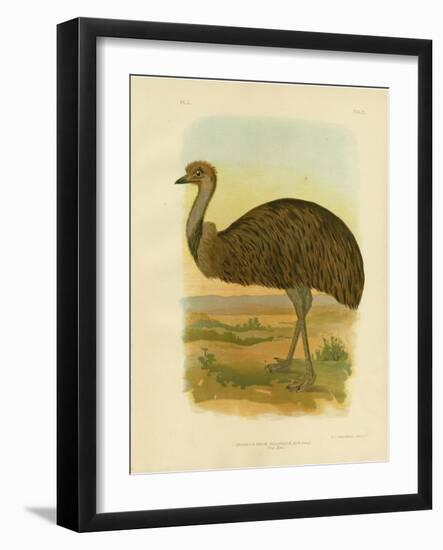 Emu, 1891-Gracius Broinowski-Framed Giclee Print