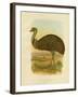 Emu, 1891-Gracius Broinowski-Framed Giclee Print