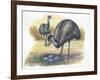 Emu Dromaius Novaehollandiae at Nest with Eggs-null-Framed Giclee Print