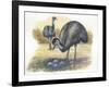 Emu Dromaius Novaehollandiae at Nest with Eggs-null-Framed Giclee Print