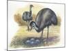 Emu Dromaius Novaehollandiae at Nest with Eggs-null-Mounted Giclee Print
