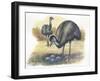 Emu Dromaius Novaehollandiae at Nest with Eggs-null-Framed Giclee Print