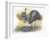 Emu Dromaius Novaehollandiae at Nest with Eggs-null-Framed Giclee Print