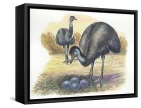 Emu Dromaius Novaehollandiae at Nest with Eggs-null-Framed Stretched Canvas