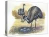 Emu Dromaius Novaehollandiae at Nest with Eggs-null-Stretched Canvas