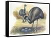 Emu Dromaius Novaehollandiae at Nest with Eggs-null-Framed Stretched Canvas