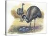 Emu Dromaius Novaehollandiae at Nest with Eggs-null-Stretched Canvas