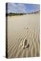 Emu Footprints at the Yeagarup Dunes, Southwest Australia-Neil Losin-Stretched Canvas