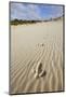 Emu Footprints at the Yeagarup Dunes, Southwest Australia-Neil Losin-Mounted Photographic Print