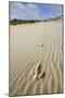 Emu Footprints at the Yeagarup Dunes, Southwest Australia-Neil Losin-Mounted Photographic Print