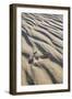 Emu Footprints at the Yeagarup Dunes, Southwest Australia-Neil Losin-Framed Photographic Print