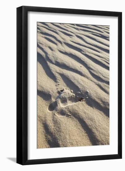 Emu Footprints at the Yeagarup Dunes, Southwest Australia-Neil Losin-Framed Photographic Print