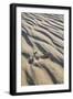 Emu Footprints at the Yeagarup Dunes, Southwest Australia-Neil Losin-Framed Photographic Print