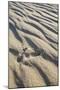Emu Footprints at the Yeagarup Dunes, Southwest Australia-Neil Losin-Mounted Photographic Print