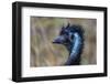 Emu head portrait in rain, Apollo Bay, Victoria, Australia-Doug Gimesy-Framed Photographic Print