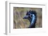 Emu head portrait in rain, Apollo Bay, Victoria, Australia-Doug Gimesy-Framed Photographic Print