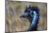 Emu head portrait in rain, Apollo Bay, Victoria, Australia-Doug Gimesy-Mounted Photographic Print