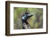 Emu in rain head portrait, Australia-Doug Gimesy-Framed Photographic Print