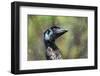 Emu in rain head portrait, Australia-Doug Gimesy-Framed Photographic Print