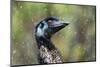 Emu in rain head portrait, Australia-Doug Gimesy-Mounted Photographic Print