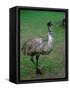 Emu Portrait, Australia-Charles Sleicher-Framed Stretched Canvas