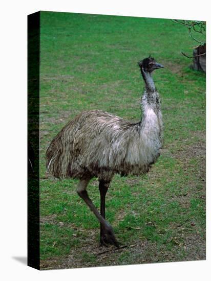 Emu Portrait, Australia-Charles Sleicher-Stretched Canvas