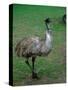 Emu Portrait, Australia-Charles Sleicher-Stretched Canvas