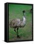 Emu Portrait, Australia-Charles Sleicher-Framed Stretched Canvas