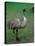 Emu Portrait, Australia-Charles Sleicher-Stretched Canvas