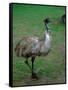 Emu Portrait, Australia-Charles Sleicher-Framed Stretched Canvas