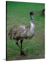 Emu Portrait, Australia-Charles Sleicher-Stretched Canvas