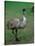 Emu Portrait, Australia-Charles Sleicher-Stretched Canvas