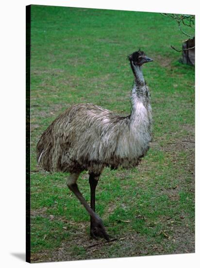Emu Portrait, Australia-Charles Sleicher-Stretched Canvas
