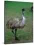 Emu Portrait, Australia-Charles Sleicher-Stretched Canvas