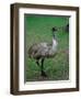 Emu Portrait, Australia-Charles Sleicher-Framed Photographic Print