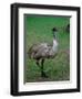 Emu Portrait, Australia-Charles Sleicher-Framed Photographic Print