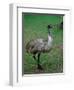 Emu Portrait, Australia-Charles Sleicher-Framed Photographic Print