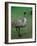 Emu Portrait, Australia-Charles Sleicher-Framed Photographic Print