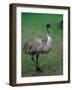 Emu Portrait, Australia-Charles Sleicher-Framed Photographic Print